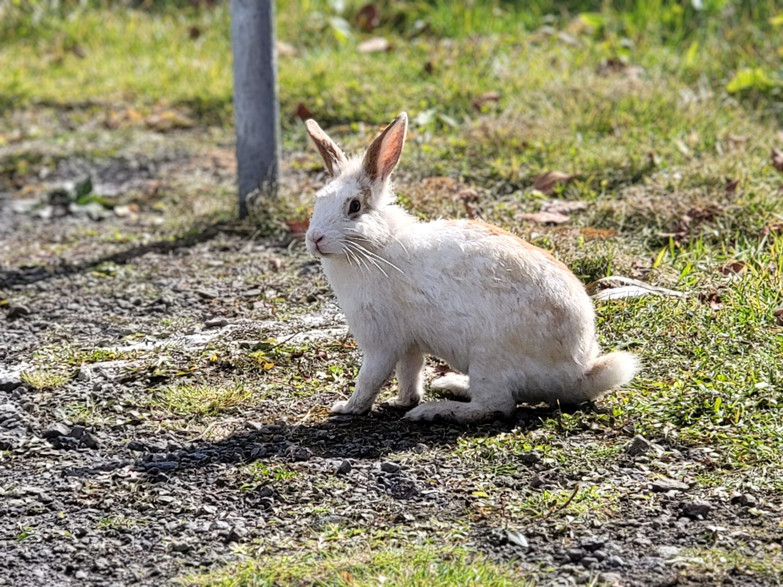 はっしー